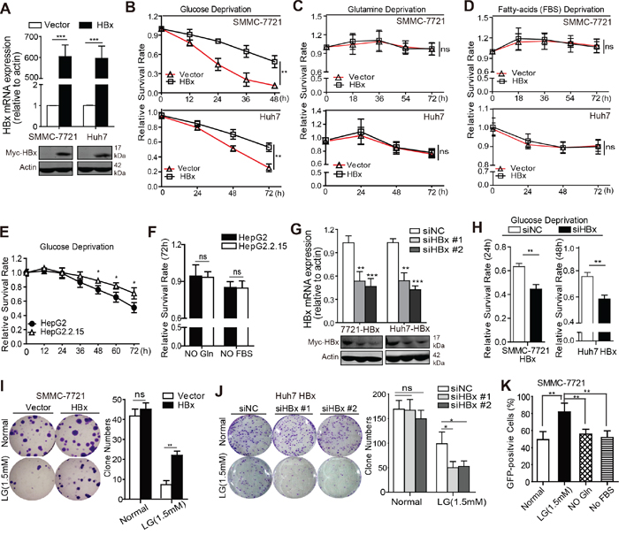 HBx expression confers a survival advantage to HCC cells during glucose deprivation.