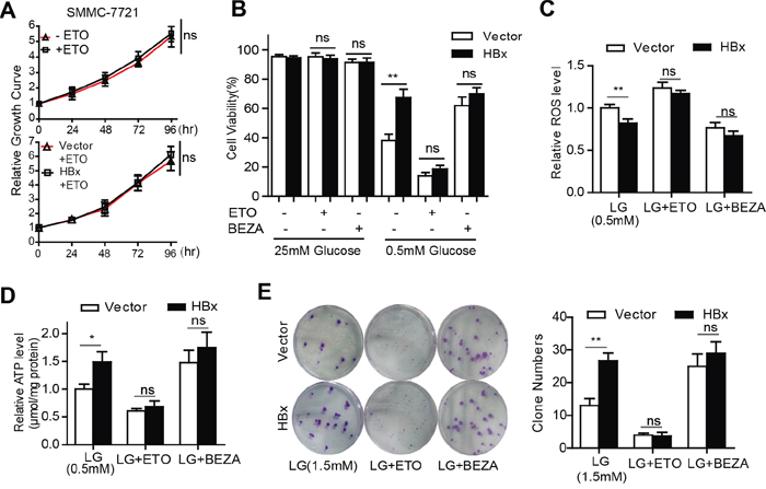 HBx-induced FAO activation contributes to HCC cell survival after glucose withdrawal.