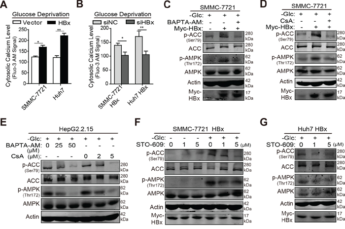 HBx induces AMPK activation via a cytosolic calcium/CaMKK dependent pathway under glucose limitation.