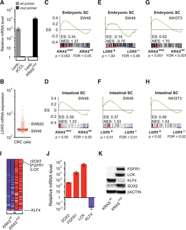 Activation of the embryonic SC-like and intestinal SC programs by