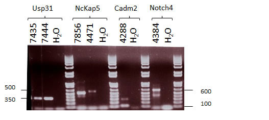 Agarose Gel Analysis of Intragenic RT PCR Products.