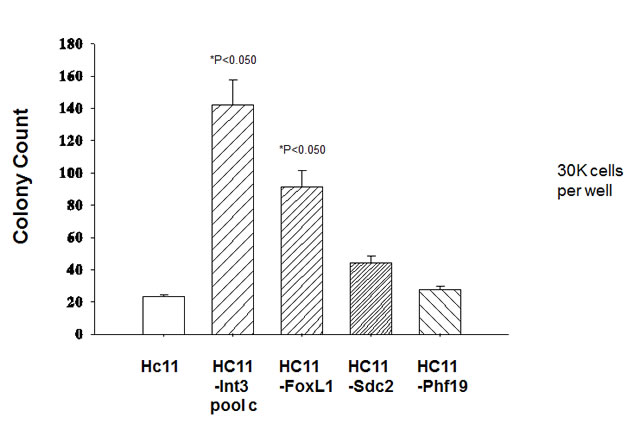 Anchorage independent-growth of HC11 cells stably expressing