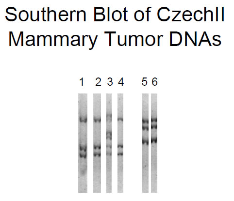 Southern blot of EcoRI digested DNA from: Lane 1, Czz26 mammary tumor (MT)-12; Lane 2, Czz26-MT12-metastasis (Met)-A; Lane 3, Czz26-MT12-MetB; Lane 4, Czz26-MT12-MetC; Lane 5, Czz28-MT6/7; and Czz28-MT6/7-Met.