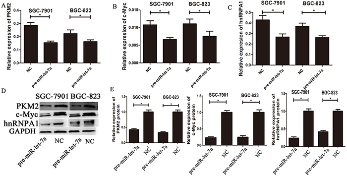 The expressions of c-myc/hnRNPA1/PKM2 were down-regulated by overexpression of miR-let-7a.