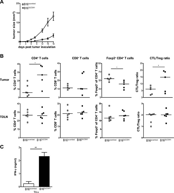 SLC35A1 knockdown in tumors alters intra-tumoral CD4+ Tregs frequencies at early stages of tumor development.