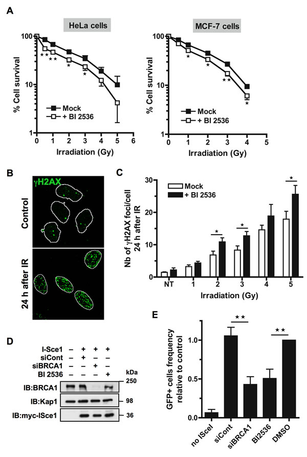 Inhibition of Plk1 sensitizes cells to ionizing radiations.