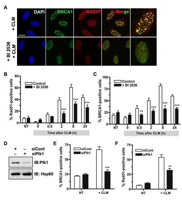 Inhibition of Plk1 impairs BRCA1 foci formation following DNA damage.