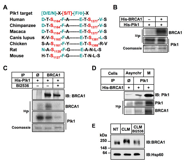 BRCA1 is a substrate of Plk1.