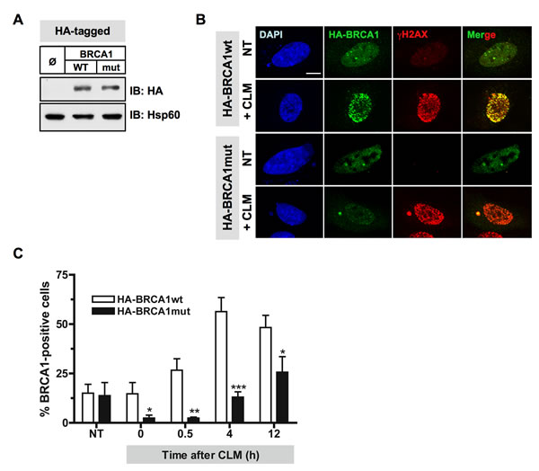 Mutations of Plk1 sites on BRCA1 compromise BRCA1 foci formation following DSB.