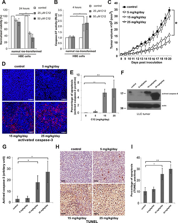 C12 inhibits LLC tumor growth and induces tumor cell apoptosis in vivo in a dose-dependent fashion.