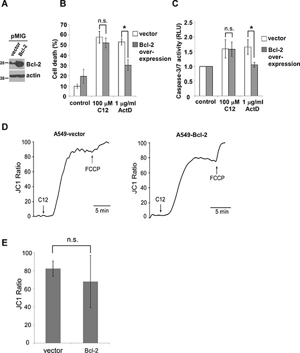 C12 induces tumor apoptotic cell death independent of anti-apoptotic Bcl-2 proteins.