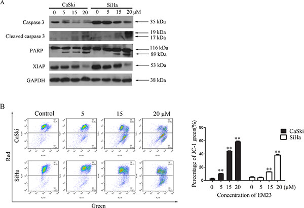 Effects of EM23 on caspase 3 and mitochondrial membrane potential (MMP).