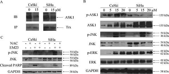 Effects of EM23 on ASK1, JNK and ERK signaling pathways.
