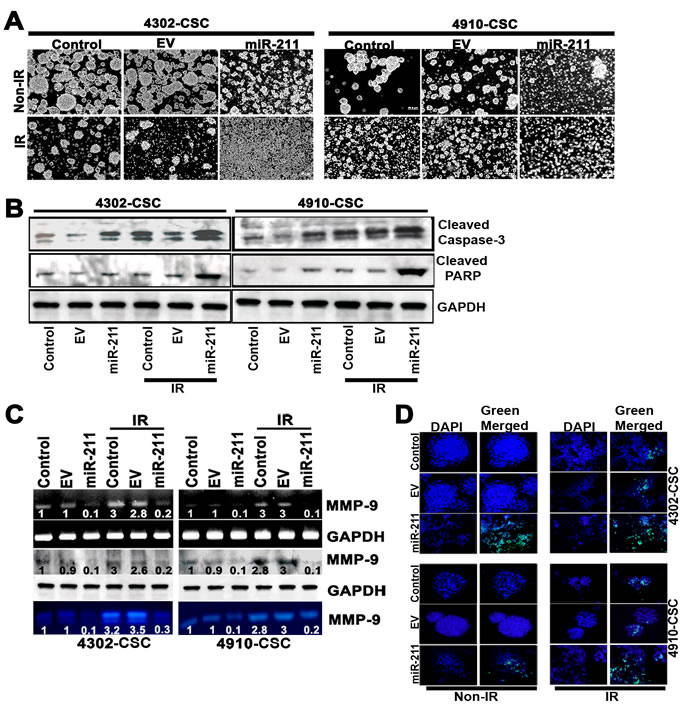 miR-211 inhibits radiation-induced MMP-9 and CSC-like property in glioma cells.