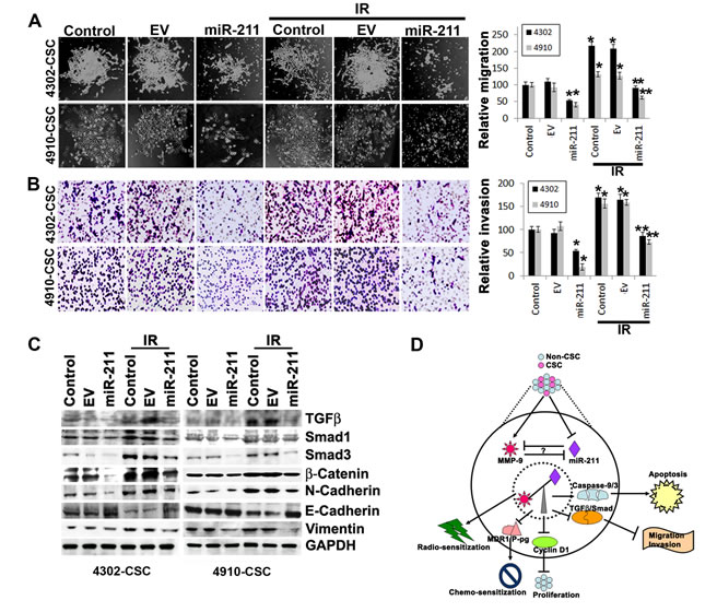 miR-211 suppresses the migratory and invasive potential of glioma CSC.