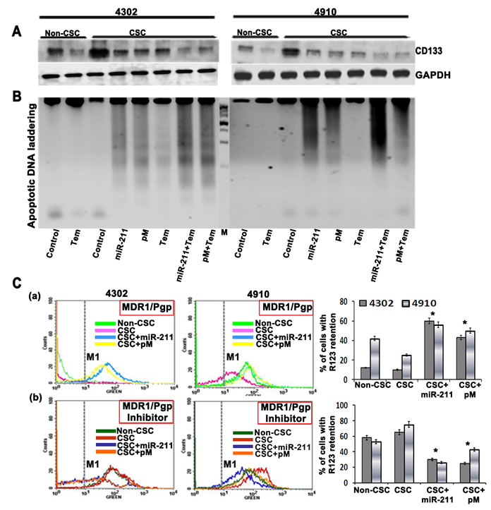 (A) 4302 and 4910 cancer stem cells (CSC) were treated with a chemotherapy compound, temozolomide (500 uM), or transfected with miR-211 and pM plasmids.