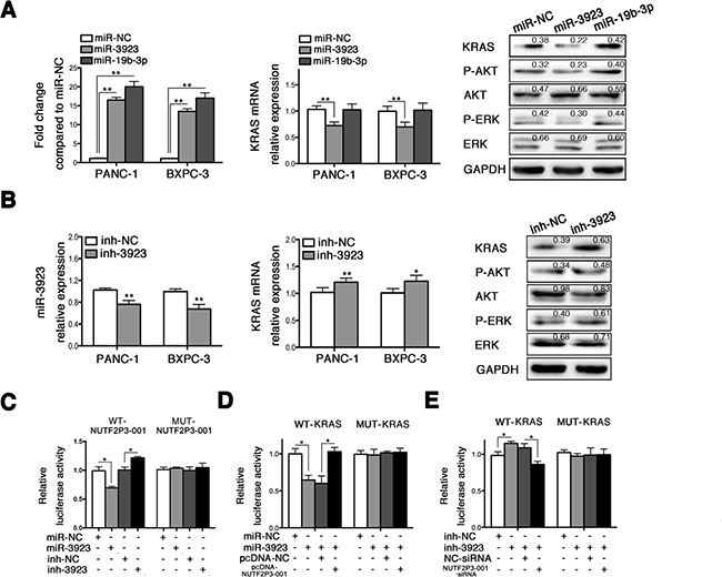 LncRNA-NUTF2P3-001 and 3&#x2032;UTR of KRAS mRNA could competitively bind with miR-3923.