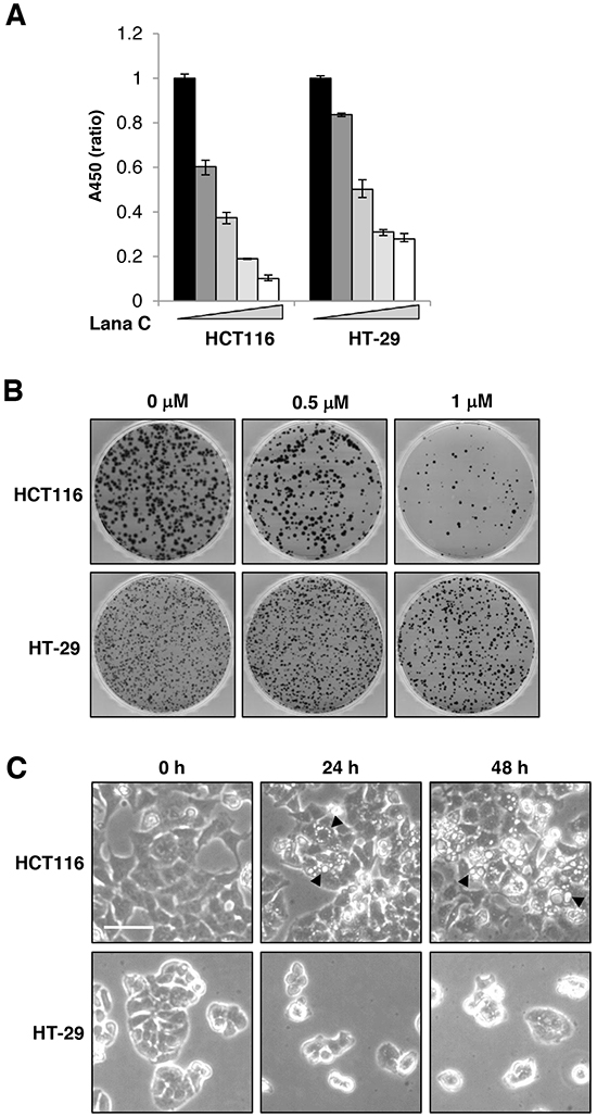 Lanatoside C suppressed proliferation of colorectal cancer cells.