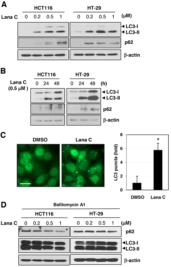 Lanatoside C induced autophagy in colorectal cancer cells.