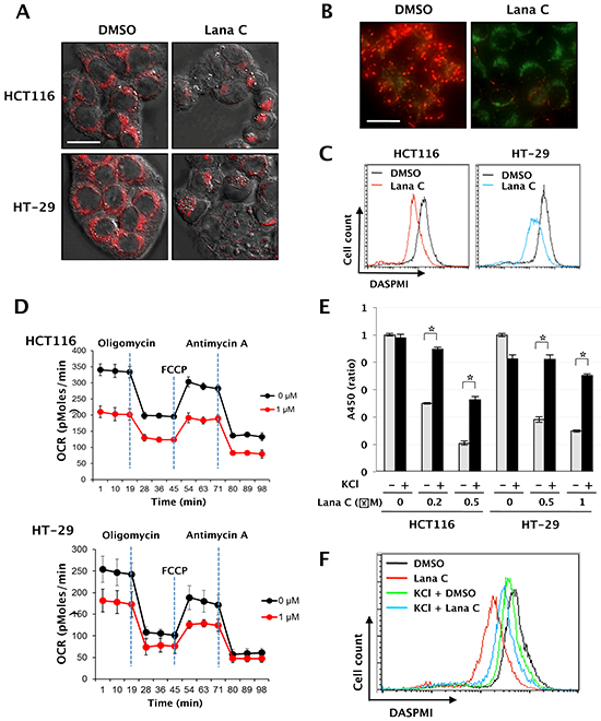 Lanatoside C induced mitochondrial dysfunction by decreasing intracellular [K&#x002B;] level.