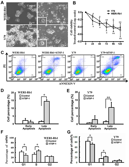 hTSP-1 affects cell viability and the cell cycle of WERI-Rb1 and Y79 cells.