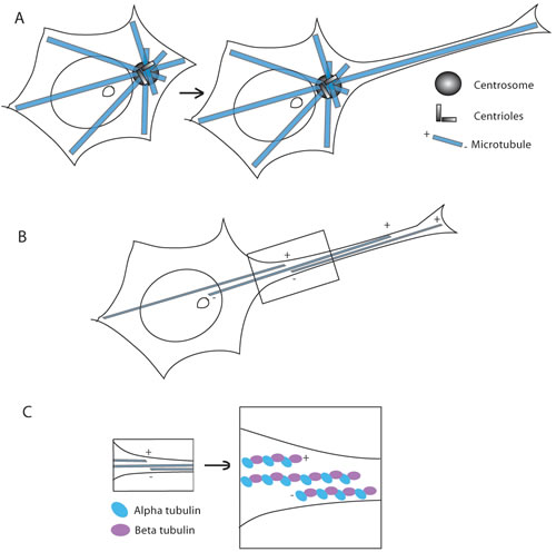 Figure 3 : Figure depicting the organization of the microtubules in a stem cell and in a developing neuron.