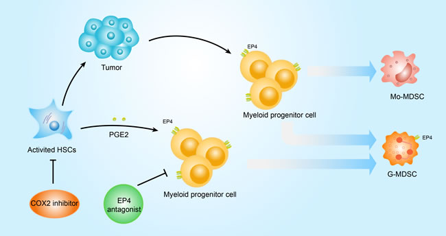 Scheme of MDSC induction signaling pathway by HSCs.