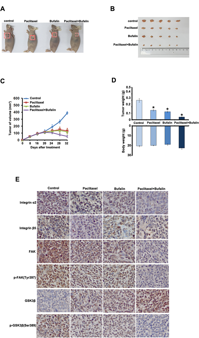 Inhibition of xenograft cervical cancer by Bufalin.