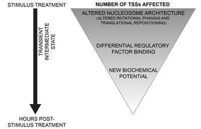 Model for chromatin-based hierarchical regulation of genome response.