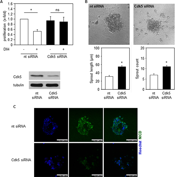 Cdk5 regulates Notch pathway dependent endothelial functions.