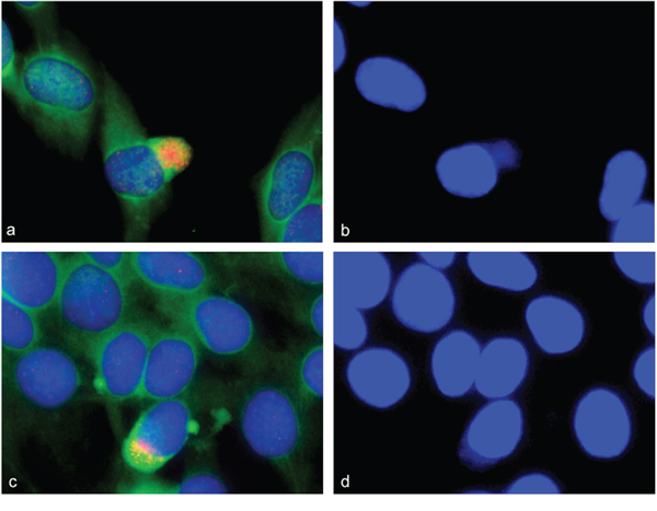 Gene amplification in alpha-actin expressing C2C12 cells.