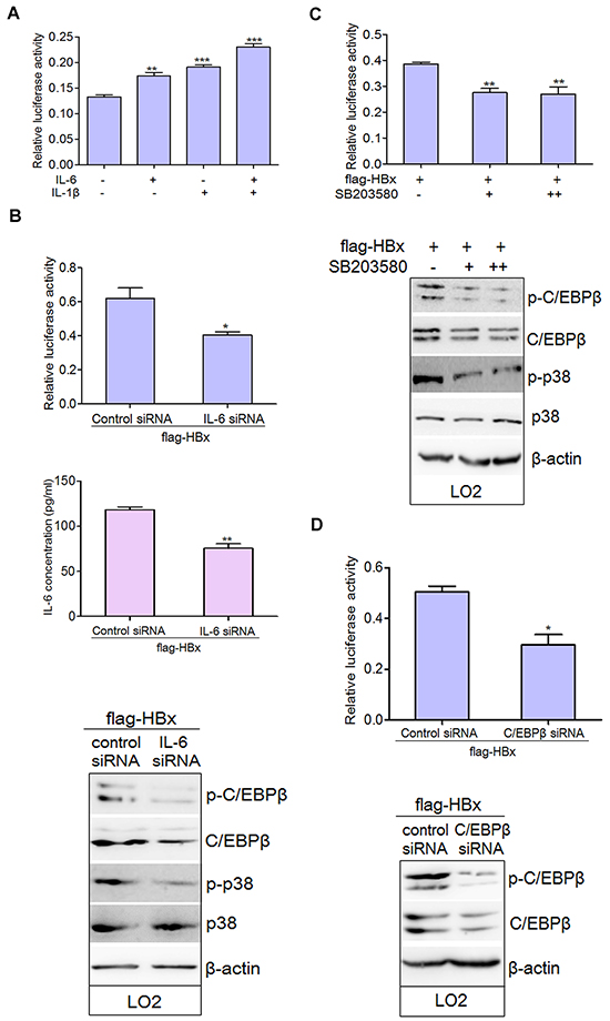 IL-6 and p38 MAPK-C/EBP-&#x03B2; pathway are involved in the regulation of C3 promoter activity in hepatocytes.