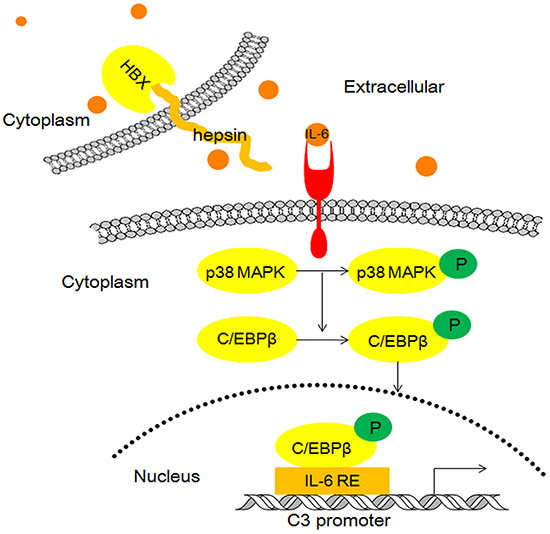 Model illustrating the possible mechanism of HBx and hepsin-induced C3 production in human hepatocytes.