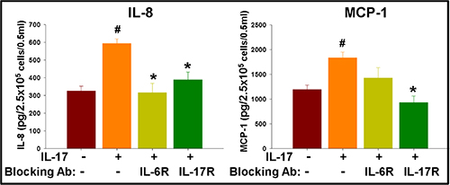 IL-17 enhances secretion of inflammatory cytokines in GSCs, which is regulated by cytokine feedback loop.