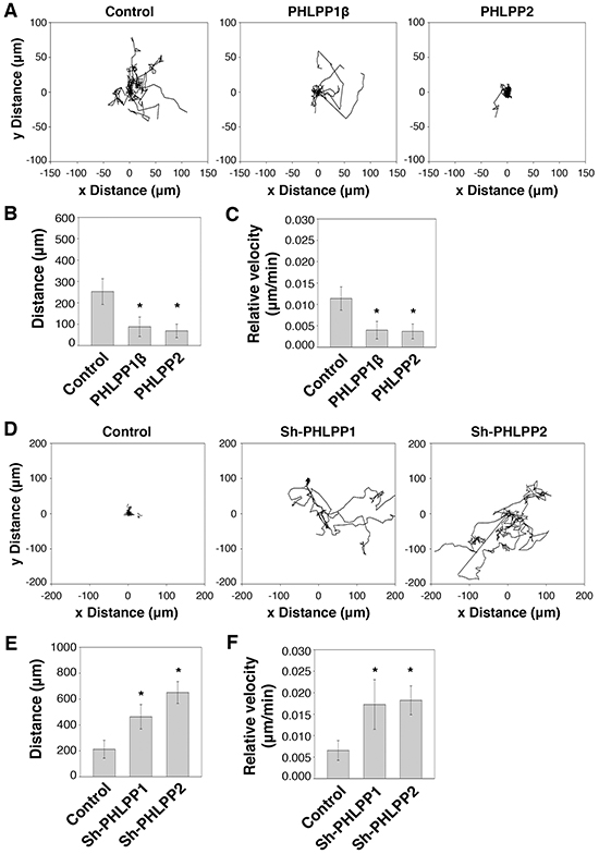 PHLPP controls cell motility at the single cell level.