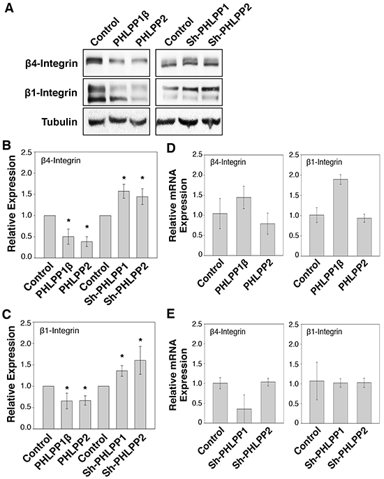 PHLPP regulates integrin protein expression.