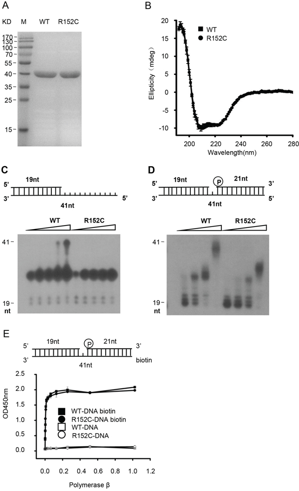 The Pol &#x03B2; R152C mutant is defective in polymerase activity.