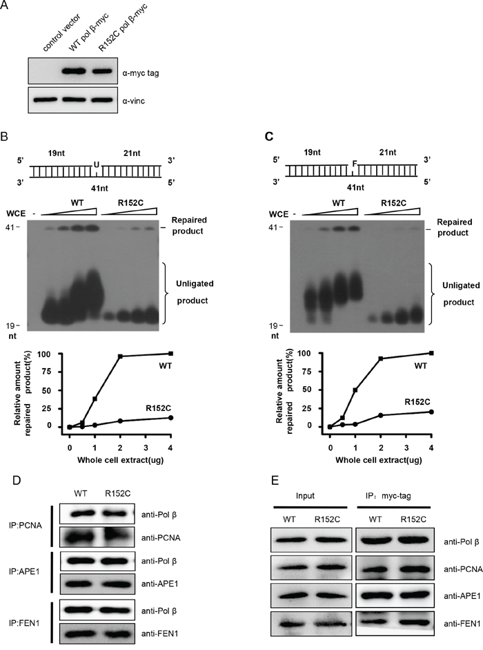 R152C mutation impairs BER efficiency in vivo.