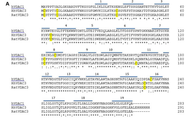 Cysteine content influences VDAC3 features.