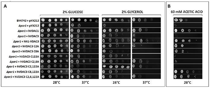 Figure 3: