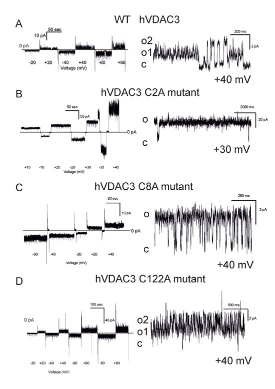 Conductance and voltage-dependence of hVDAC3 single, double and triple Cys&gt;Ala mutants.