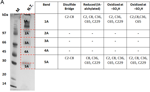 Mass spectrometry analysis reveals the presence of different redox patterns of VDAC3 cysteines in electrophoretic distinguishable protein bands.