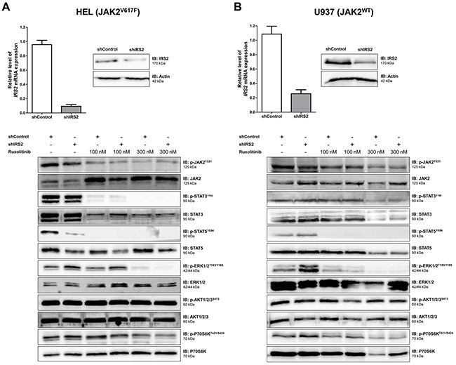 IRS2 silencing decreases STAT5 phosphorylation in HEL (JAK2V617F) cells, but not in U937 (JAK2WT) cells.