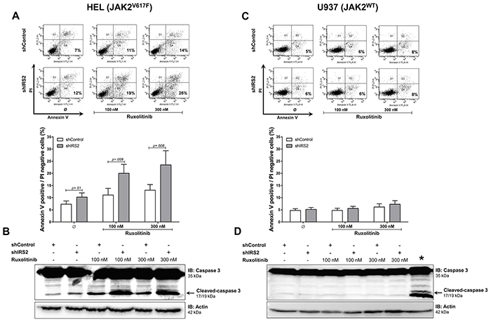 IRS2 silencing induces apoptosis and has cumulative effects with ruxolitinib in HEL cells.