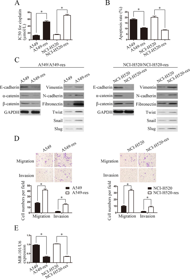 Differences between NSCLC cells and NSCLC-res cells.