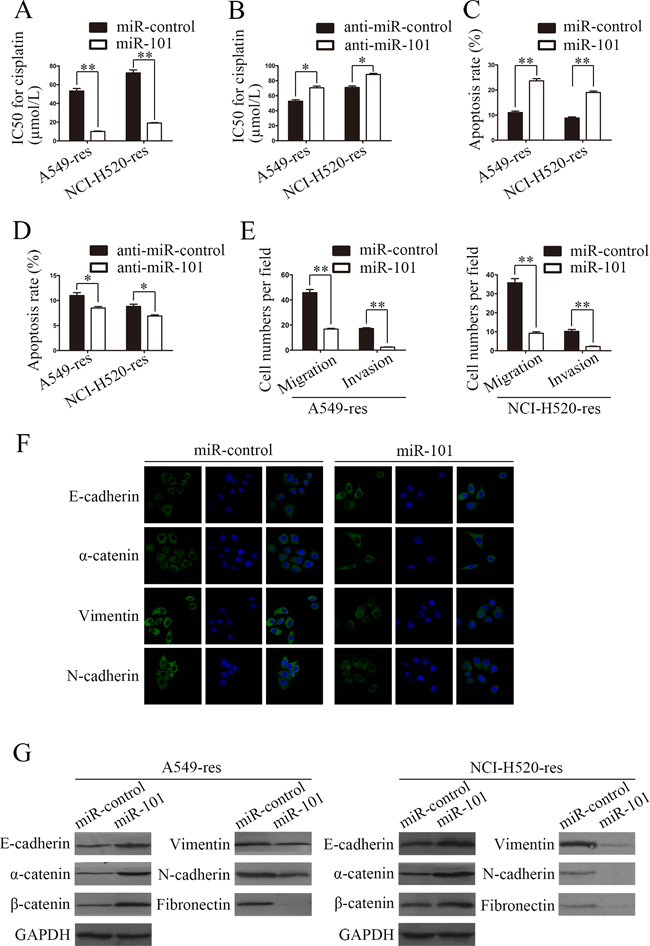 Restoration of miR-101 expression inhibits EMT and promotes the sensitivity of NSCLC cells to cisplatin in vitro.
