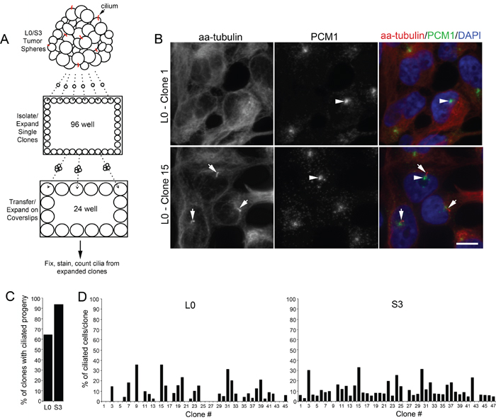 A majority of isolated patient-derived GBM cells produce ciliated progeny.