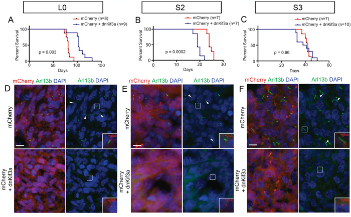 The relationship between dnKif3a expression and mouse survival following intracranial xenograft is cell-line dependent.