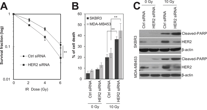 HER2 depletion sensitized HR-/HER2+ breast cancer cells to irradiation.