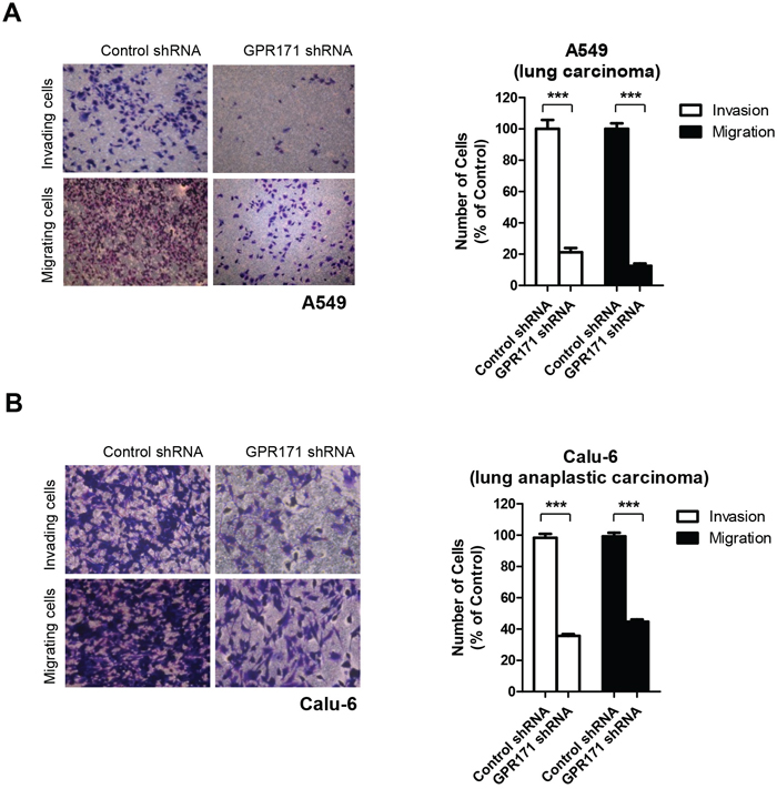 GPR171 triggers invasion and migration of lung cancer cells.